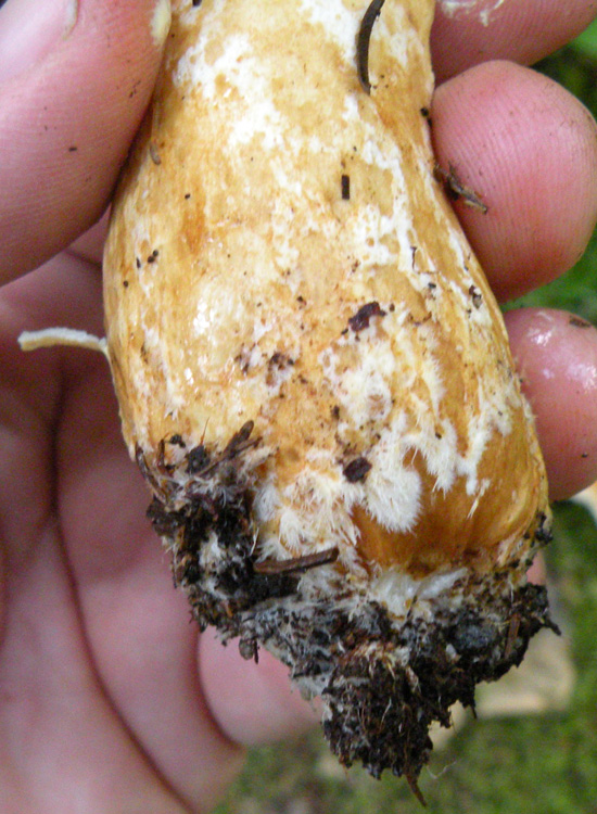 Ipotesi 2.... Lactarius scrobiculatus?